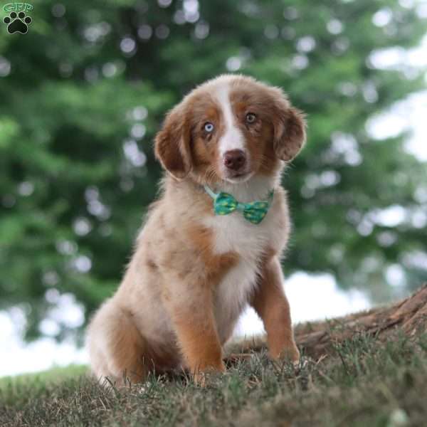 Ducati, Miniature Australian Shepherd Puppy